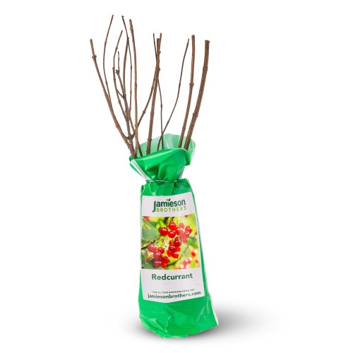 Redcurrant - Spring planting bare root fruit bush/shrub by Jamieson Brothers
