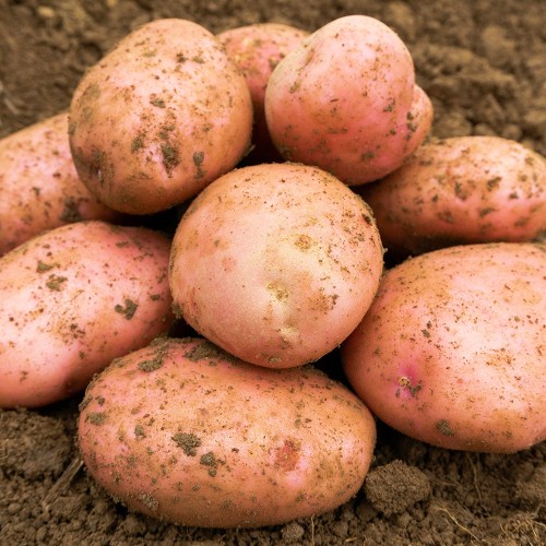 Sarpo Mira Seed Potatoes