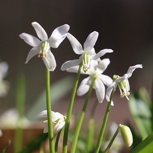 Scilla Siberica Alba 12 Bulbs Ready for Planting Now in UK Autumn Outdoor Gardens