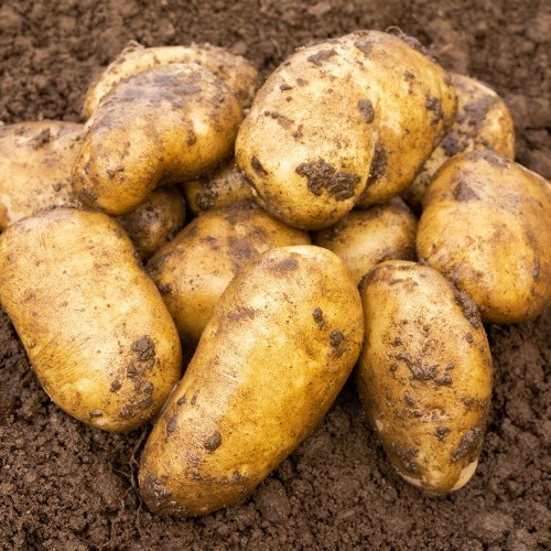 Sharpes Express 2kg Summer Planting Second Cropping  Seed Potatoes (22 Tubers Approx.) By Jamieson Brothers