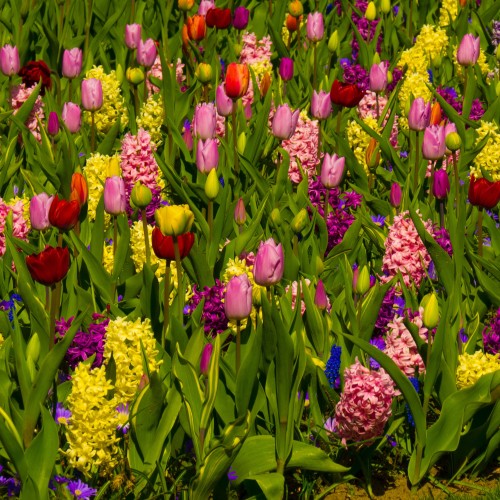 Super Spring Flowering Bulbs (Approx. 385 Bulbs ) Mix by Jamieson Brothers®