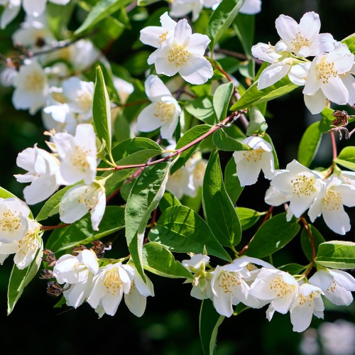 Philadelphus - Spring planting bare root shrub by Jamieson Brothers