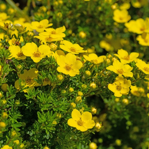 Potentilla - Spring planting bare root shrub by Jamieson Brothers