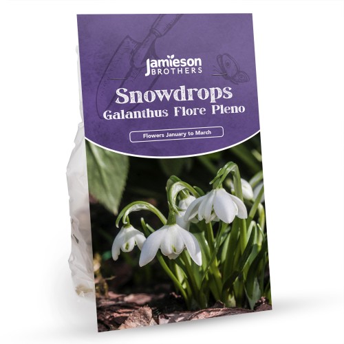 Flore Pleno Double Snowdrop 80 Bulbs by Jamieson Brothers 