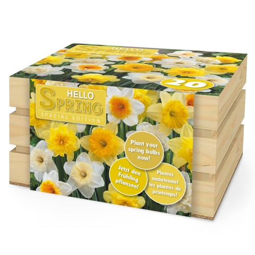 Hello Spring! Yellow Mix: Daffodil Carlton, Daffodil Golden Ducat, Daffodil Ice Follies, Daffodil Obdam, 20 Bulbs Ready for Planting Now in UK Autumn Outdoor Gardens by Jamieson Brothers