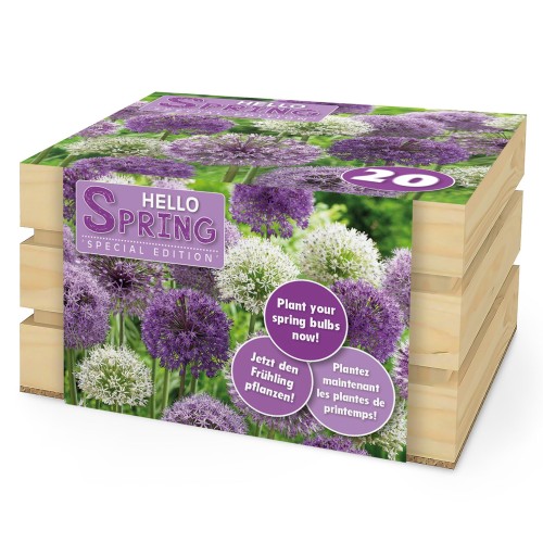 Hello Spring! Purple Mix: Allium Purple Sensation, Allium Multibulbosum, Allium Albopilosum, Allium Violet Beauty, 20 Bulbs Ready for Planting Now in UK Autumn Outdoor Gardens by Jamieson Brothers