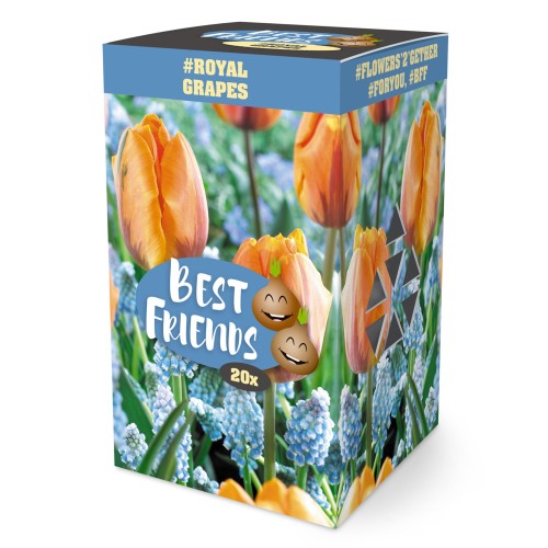 Best Friends Box #Royal Grapes: Tulip Princess Irene & Muscari Dark Eyes, 20 Bulbs Ready for Planting Now in UK Autumn Outdoor Gardens