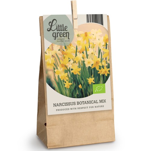 Daffodil (Narcissus) Botanical Mix 12 Bulbs Ready for Planting Now in UK Autumn Outdoor Gardens