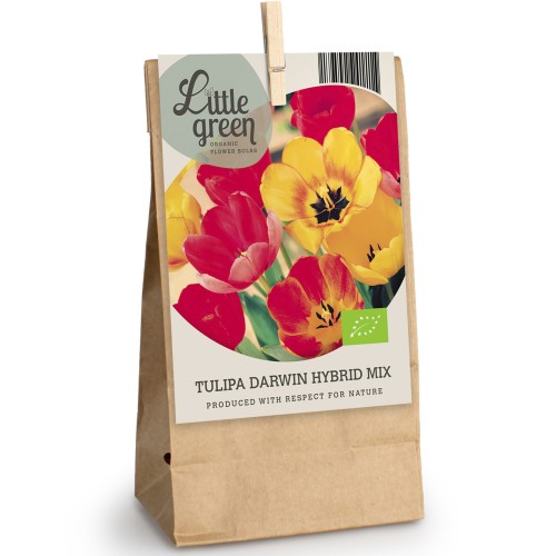 Tulip Darwin Hybrid Mix 8 Bulbs Ready for Planting Now in UK Autumn Outdoor Gardens