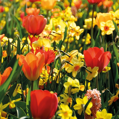 Ratatouille, Yellow & Orange Tones: Tulip Orange Breeze, Tulip Blushing Apeldoorn, Tulip Apeldoorn's Elite, Daffodil Martinette, 24 Bulbs Ready for Planting Now in UK Autumn Outdoor Gardens