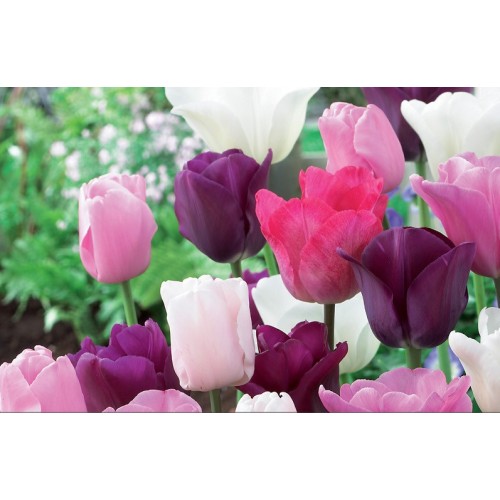 Mixed Tulip bulbs Midnight Moments (20 Bulbs) Purple Pink and White Mix Landscape Pack 