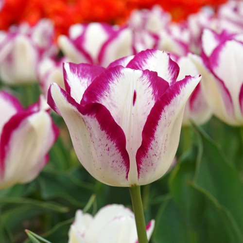 Tulip Affaire 7 Bulbs Ready for Planting Now in UK Autumn Outdoor Gardens
