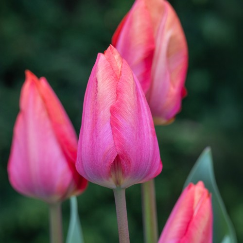 Tulip Van Eijk 20 Bulbs Ready for Planting Now in UK Autumn Outdoor Gardens