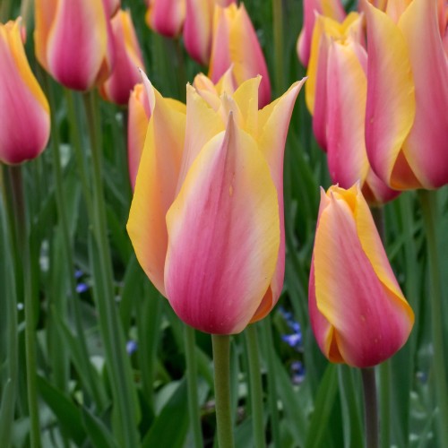 Tulip Blushing Lady 7 Bulbs Ready for Planting Now in UK Autumn Outdoor Gardens