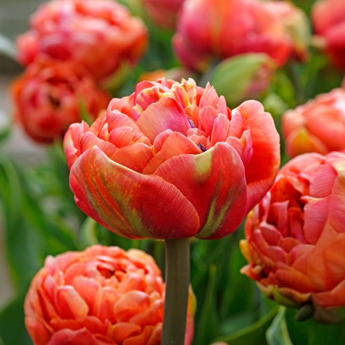 Tulip Double Late Copper Image 5 Bulbs Ready for Planting Now in UK Autumn Outdoor Gardens