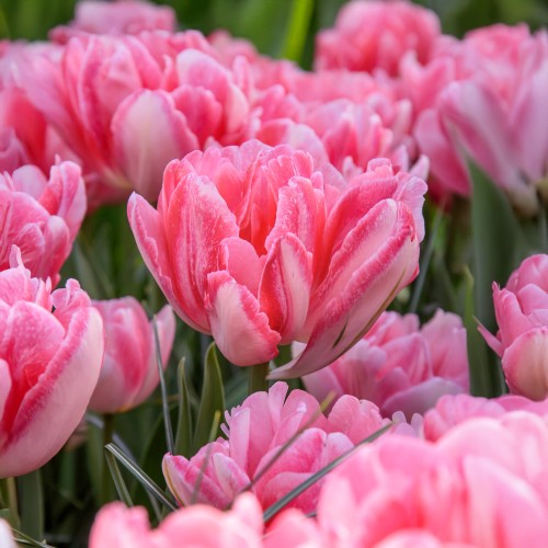 Tulip Double Early Foxtrot 6 Bulbs Ready for Planting Now in UK Autumn Outdoor Gardens