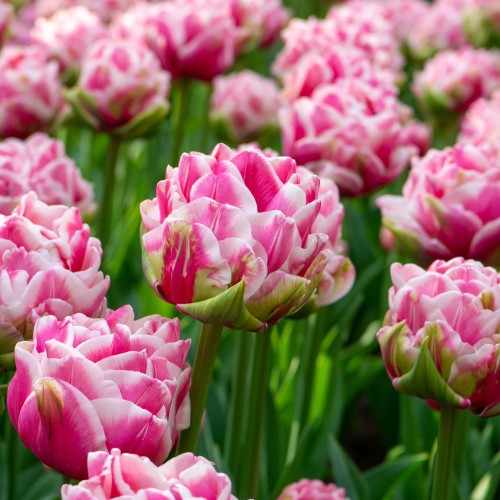 Tulip Let's Dance 7 Bulbs Ready for Planting Now in UK Autumn Outdoor Gardens