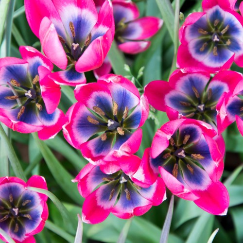 Tulip Botanical/Rockgarden Little Beauty 15 Bulbs Ready for Planting Now in UK Autumn Outdoor Gardens