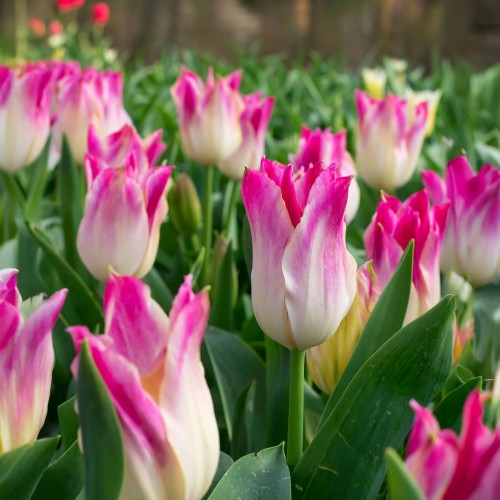 Tulip Whispering Dream 5 Bulbs Ready for Planting Now in UK Autumn Outdoor Gardens