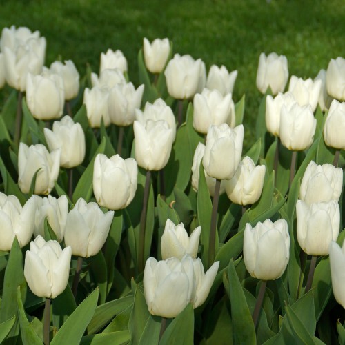 Tulip Single Early White Prince 6 Bulbs Ready for Planting Now in UK Autumn Outdoor Gardens