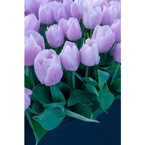 Sweet Patio Collection 25 Bulbs Ready for Planting Now in UK Autumn Outdoor Gardens