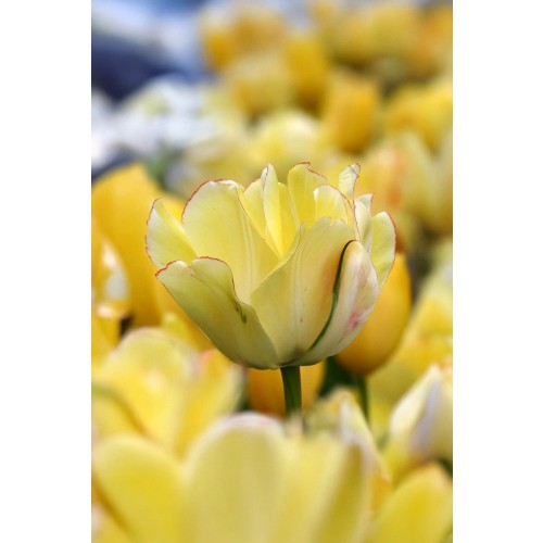 Tulip Double Late Akebono 6 Bulbs Ready for Planting Now in UK Autumn Outdoor Gardens