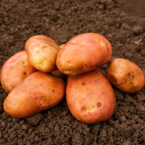Kondor Seed Potatoes