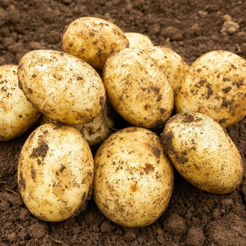 Winston Seed Potatoes
