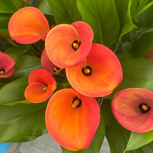 Calla Lily - Orange (Zantedeschia Spp.) 2x Spring Planting Flower Bulbs