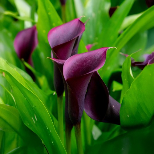 Calla Lily - Purple Sensation (Zantedeschia Spp.) 2x Spring Planting Flower Bulbs