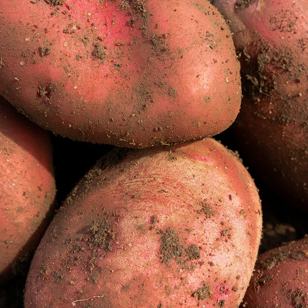 Red Duke of York Seed Potatoes