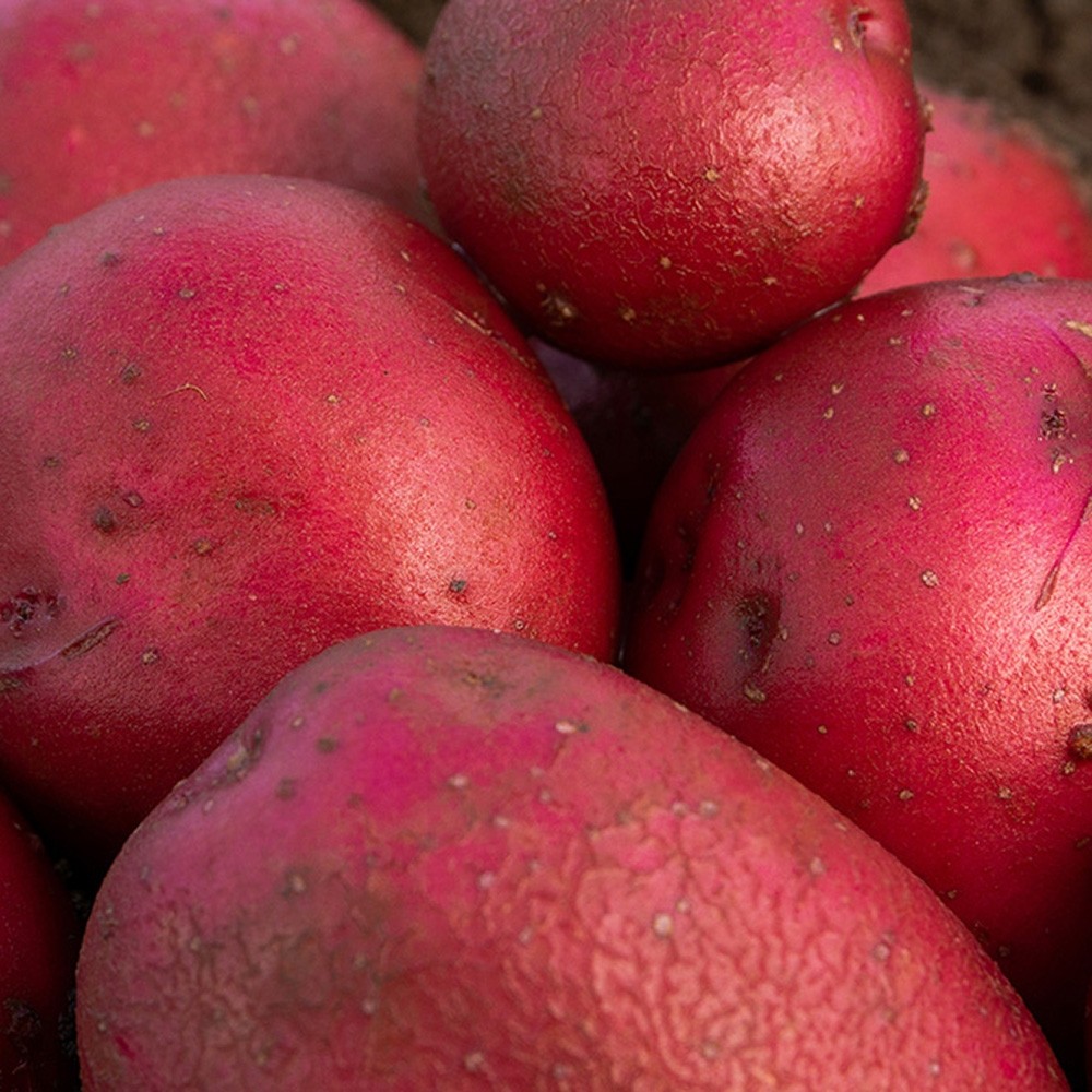 Red Duke of York Seed Potatoes