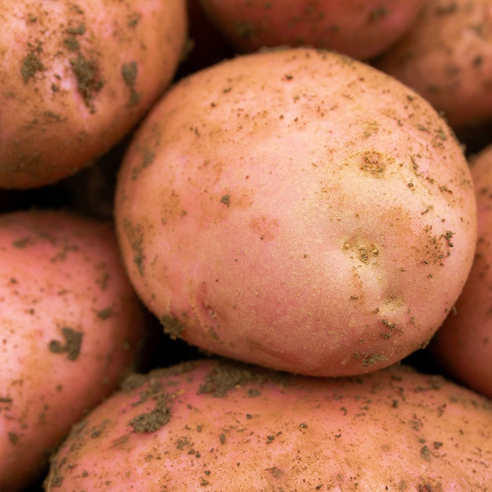 Sarpo Mira Seed Potatoes