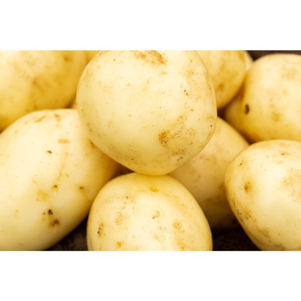 10 and 15 Tuber packs 15 Swift First Early Seed Potatoes 5 