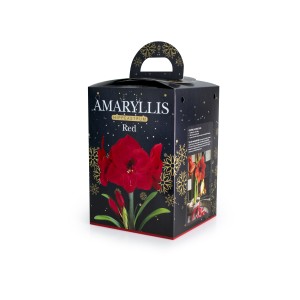 Amaryllis Bulb Size 24/26 Red (1 Bulb) in a Christmas gift box