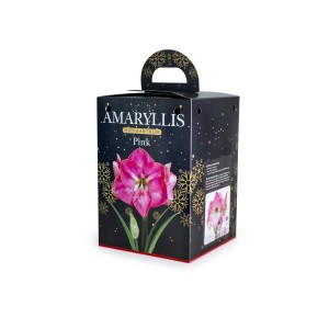 Amaryllis Bulb Size 24/26 Pink (1 Bulb) in a Christmas gift box