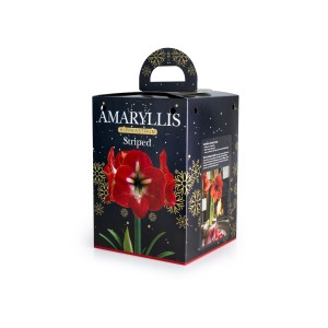 Amaryllis Bulb Size 24/26 Red Stripe (1 Bulb) in a Christmas gift box
