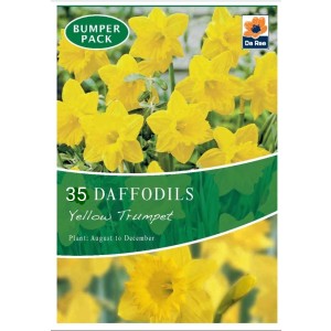 De Ree Daffodil Bulbs Yellow Trumpet (35 Bulbs)