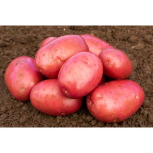 Alouette Seed Potatoes