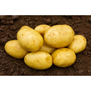 Athlete Seed Potatoes