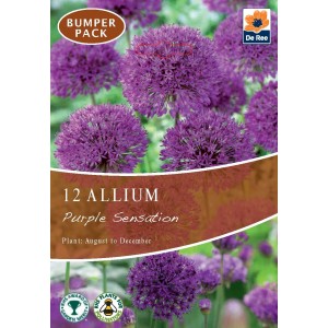 De Ree Allium Bulbs Purple Sensation (12Bulbs)