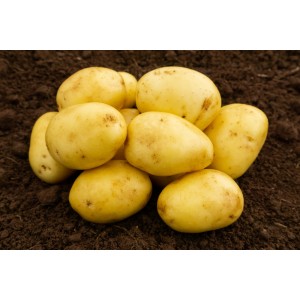 Baby Lou Seed Potatoes
