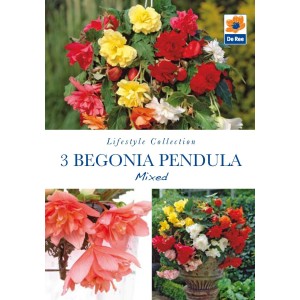 Begonia Pendula Mixed