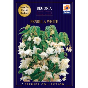 De Ree Begonia Pendula White (2 bulbs)