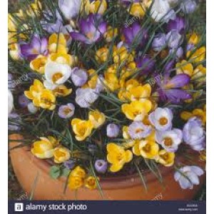 Jamieson Brothers® Crocus Bulbs - Large Flowering Mixed (18 bulbs)