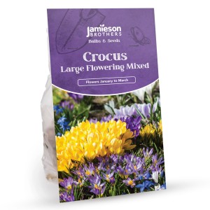 Crocus Bulbs - Large Flowering Mixed (72 bulbs) by Jamieson Brothers® 