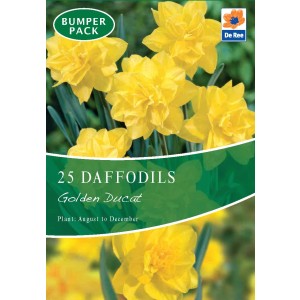 De Ree Daffodil Bulbs Golden Ducat (25 Bulbs)