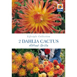 Dahlia Cactus Alfred Grille