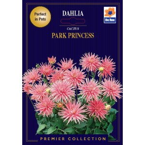 De Ree Dahlia Park Princess (2 bulbs)