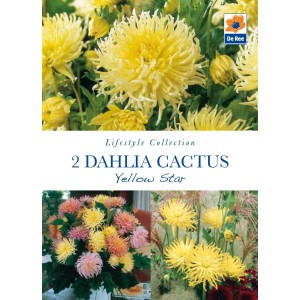 Dahlia Cactus Yellow Star